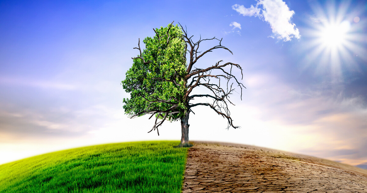 Photo de l'activité scolaire science : le changement climatique, montrant un côté de nature vivant et vert et l'autre côté sec et mort